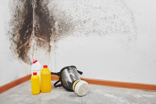 Best Mold Remediation for Specific Building Types in Woodcreek, TX