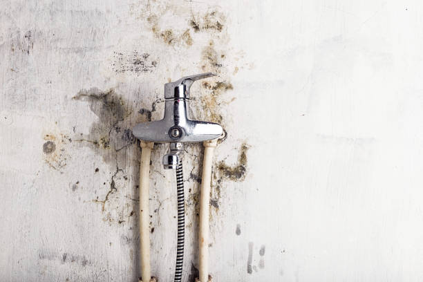 Professional Mold Remediation in Woodcreek, TX