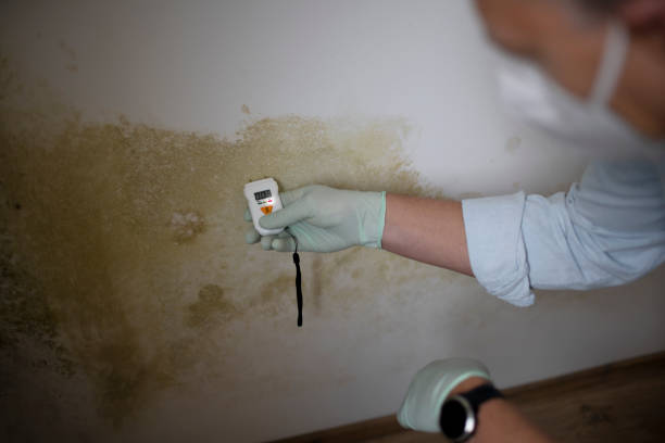 Best Health and Safety Mold Remediation in Woodcreek, TX