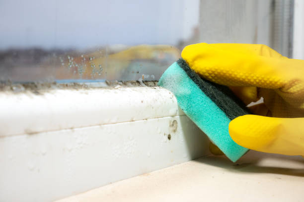 Best Basement Mold Remediation in Woodcreek, TX