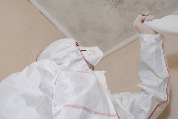 Best Black Mold Remediation in Woodcreek, TX