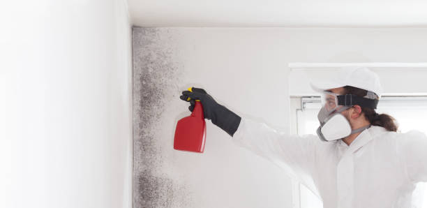 Best Attic Mold Remediation in Woodcreek, TX