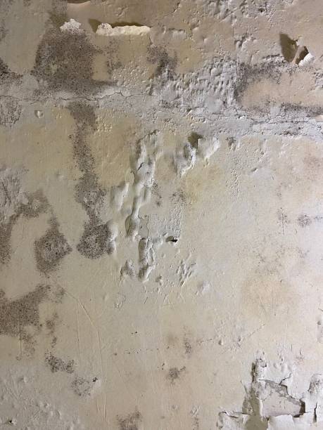 Best White Mold Remediation in Woodcreek, TX