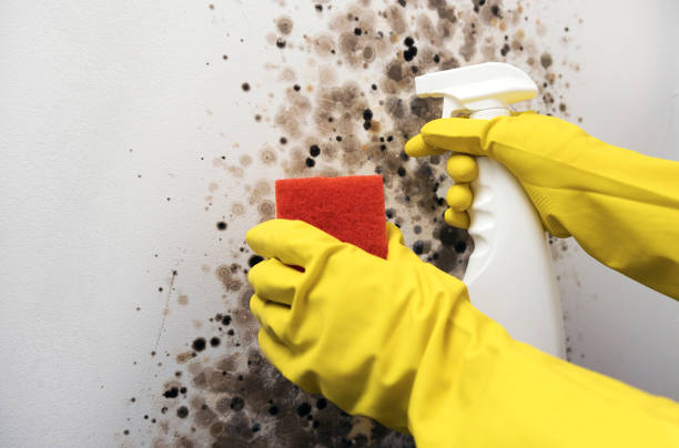 Best Industrial Mold Remediation in Woodcreek, TX