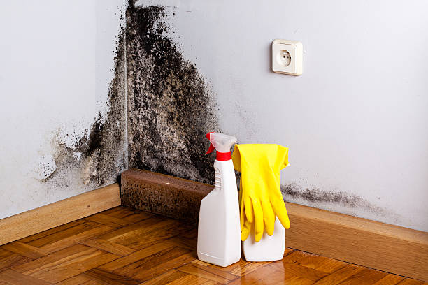 Best Localized Mold Remediation (e.g., coastal areas, humid climates) in Woodcreek, TX