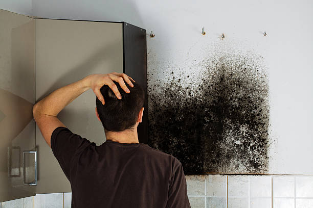 Best Residential Mold Remediation in Woodcreek, TX