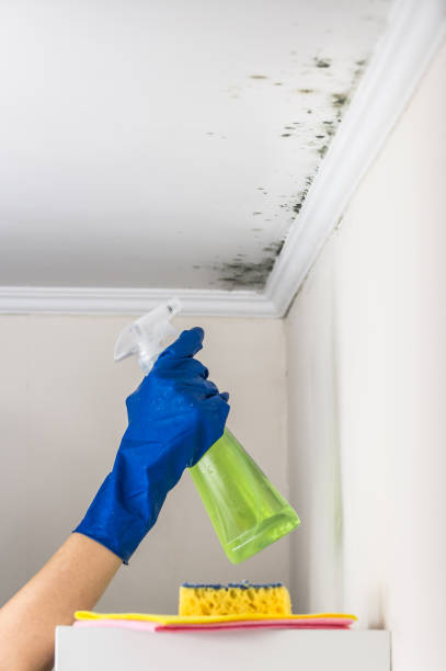 Best Crawl Space Mold Remediation in Woodcreek, TX