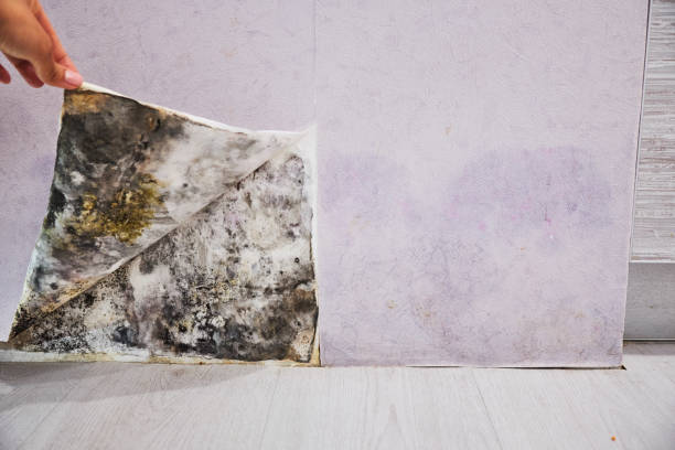 Best Emergency Mold Remediation in Woodcreek, TX